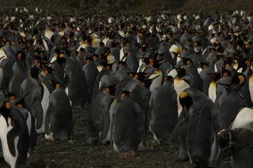 Wandaufkleber Pinguintreffen © susixxxb