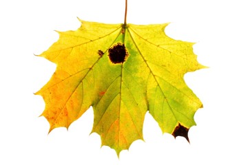 maple leaf (Acer platanoides) e