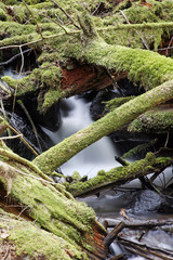 A flow creek in the rain forest.