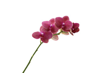 Naklejka na ściany i meble pink orchid flowers against white background