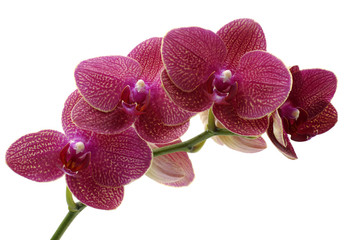 Macro of a beautiful pink orchid