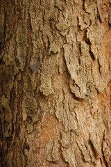 Tree Bark