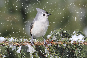 Titmouse in Snow