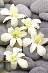 Fototapeta na wymiar Zen stones with white orchid
