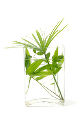 Green bamboo in Vase