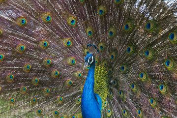Naklejka premium peacock