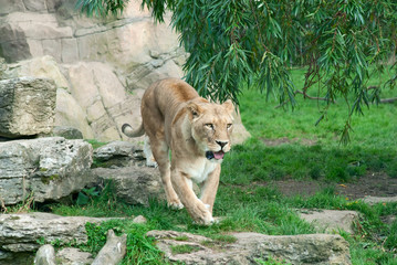 Lioness (P. Leo) walks