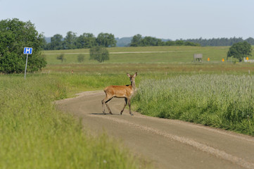 Landscape with red deer passing a road