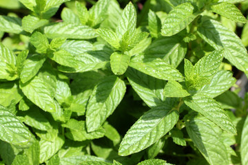 menthe verte