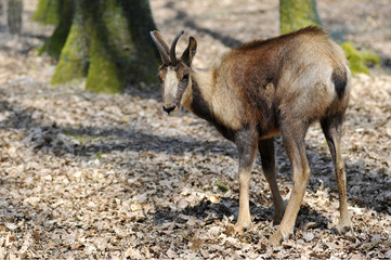 Chamois sur des feuilles mortes en forêt