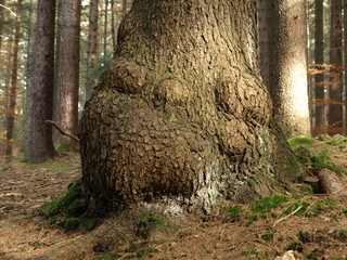 knorriger Baum