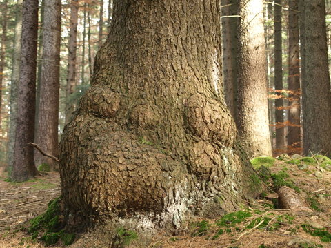 knorriger Baum