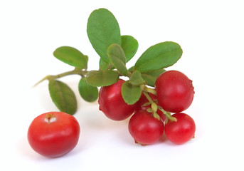 Fresh ripe cranberry with leaves