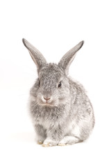 Adorable cute rabbit sit on white background