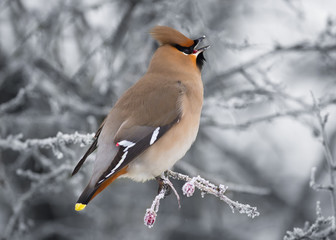 Waxwing (Bombycilla garrulus)