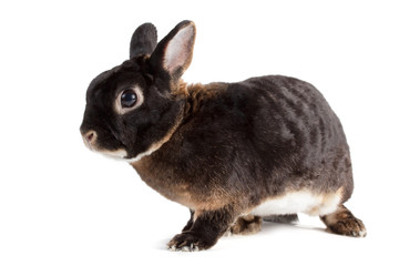 Obraz premium Rabbit.