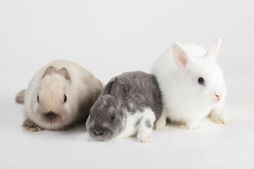 3 Rabbit baby