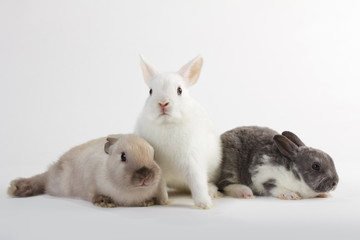 3 Rabbit baby