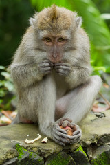 Monkey (Macaca fascicularis)