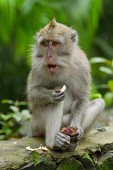 Monkey (Macaca fascicularis)