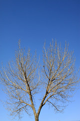 poplars branches