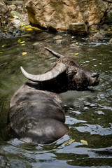 water buffalo