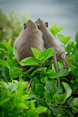 Monkey (Macaca fascicularis)