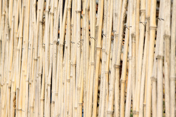 bamboo fence