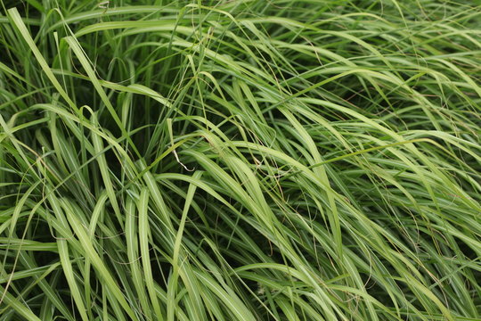 herbes