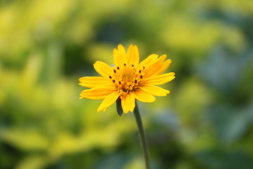 Obraz premium Beautiful Flower
