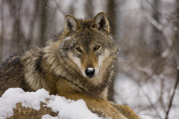 European grey wolf (Canis lupus lupus)