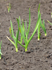 young shoots of garlic in the garden