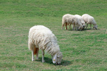 Fototapeta premium Sheep was eating