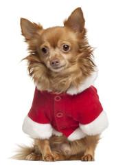 Chihuahua wearing Santa outfit, 8 years old, sitting