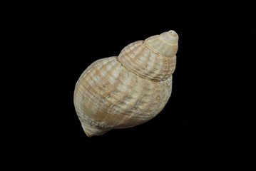Sea Shell on Black Background
