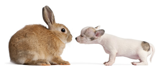 Chihuahua puppy, 10 weeks old, sniffing rabbit
