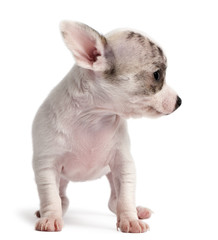 Chihuahua puppy, 10 weeks old, standing