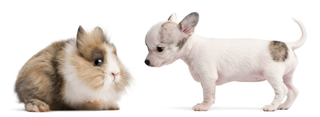 Chihuahua puppy, 10 weeks old, and rabbit