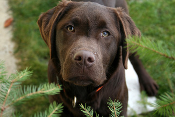 Labrador