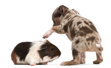 Chihuahua puppy interacting with a guinea pig