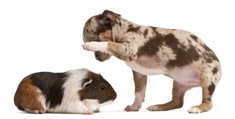 Chihuahua puppy interacting with a guinea pig