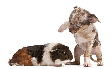 Obraz premium Chihuahua puppy interacting with a guinea pig