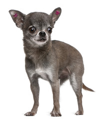 Chihuahua with pink earrings, 7 years old, standing