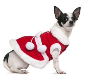 Chihuahua, 2 years old, dressed in Santa outfit, sitting