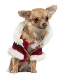 Chihuahua, 9 months old, in Santa coat, sitting