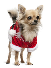 Chihuahua dressed in Santa outfit, 2 years old, standing