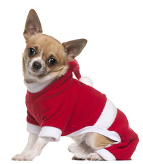Chihuahua dressed in Santa outfit, 11 months old, sitting