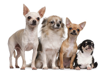 Four Chihuahuas in front of white background