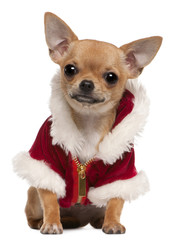 Obraz premium Chihuahua puppy wearing Santa coat, 6 months old, sitting