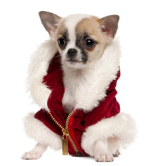 Chihuahua puppy wearing Santa coat, 3 months old, sitting